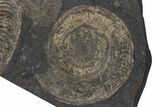 Plate Of Pyritized Ammonite Fossils - Posidonia Shale, Germany #240199-1